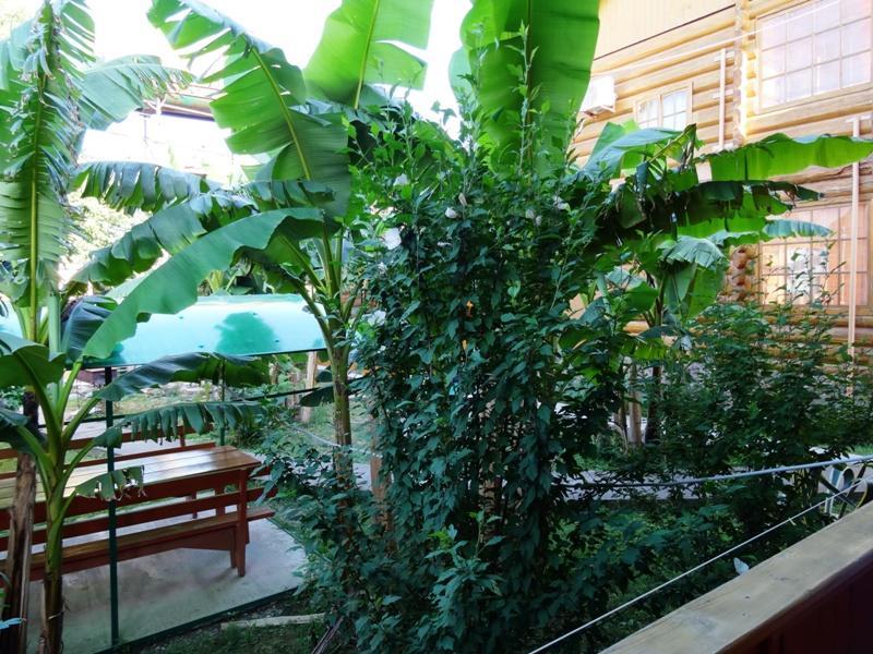 Гостевой Дом "Сария" Hotel Alakhadzi Exterior photo